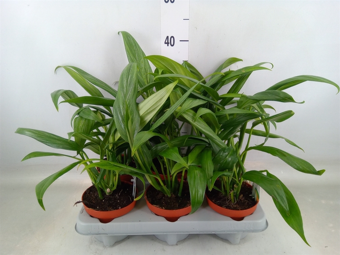 <h4>Epipremnum   ...</h4>