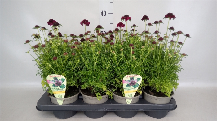 <h4>Scabiosa columb.</h4>