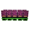 Aster Samoa