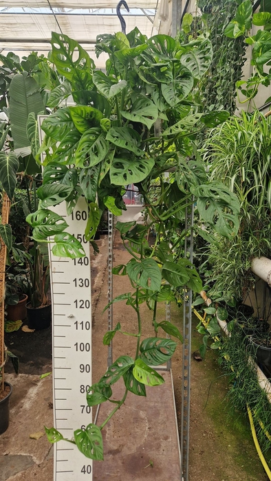 <h4>Monstera obliqua 'Monkey Mask'</h4>