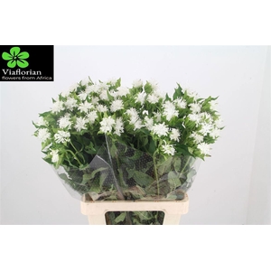 MONARDA OV