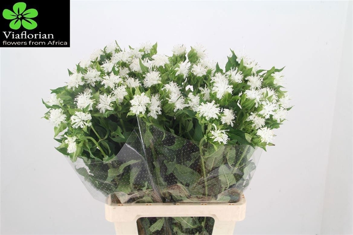 <h4>MONARDA OV</h4>
