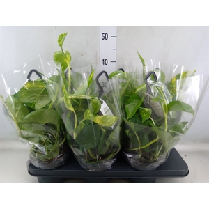 Epipremnum pinn.   HG