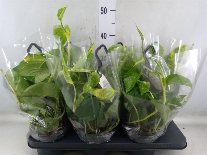 <h4>Epipremnum pinn.   HG</h4>
