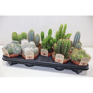 arr8 Cactus Gem