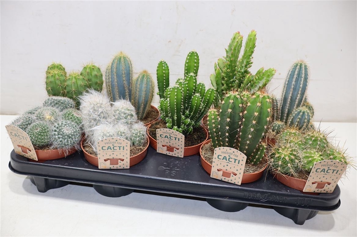 <h4>arr8 Cactus Gem</h4>