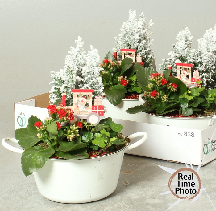 <h4>Arr Tuinplanten</h4>