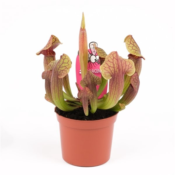 <h4>Sarracenia 'Tess'</h4>