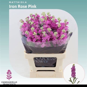 MATTH IRON ROSE PINK