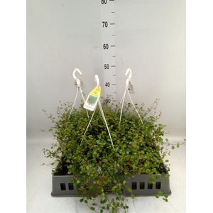 Muehlenbeckia com. 'Mao'ri'