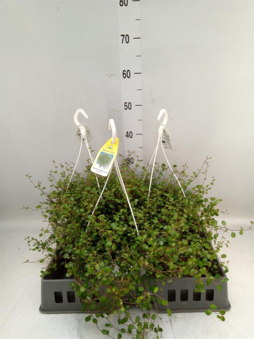<h4>Muehlenbeckia com. 'Mao'ri'</h4>