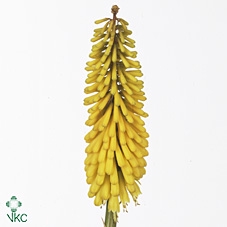 KNIP SUN YELLOW
