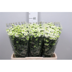 Chr S Maverick White