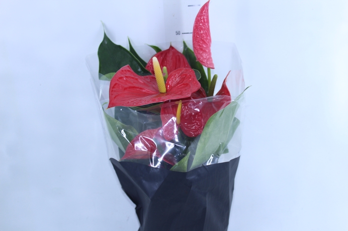 <h4>ANTHURIUM MICHIGAN P17 PREMIUM</h4>