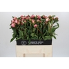 Paeonia Sarah Bernhardt