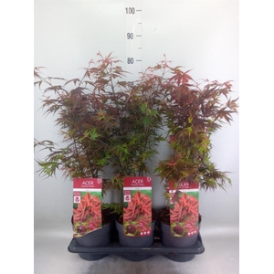 Acer palmatum 'Atropurpureum'