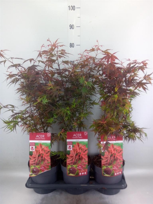 <h4>Acer palmatum 'Atropurpureum'</h4>