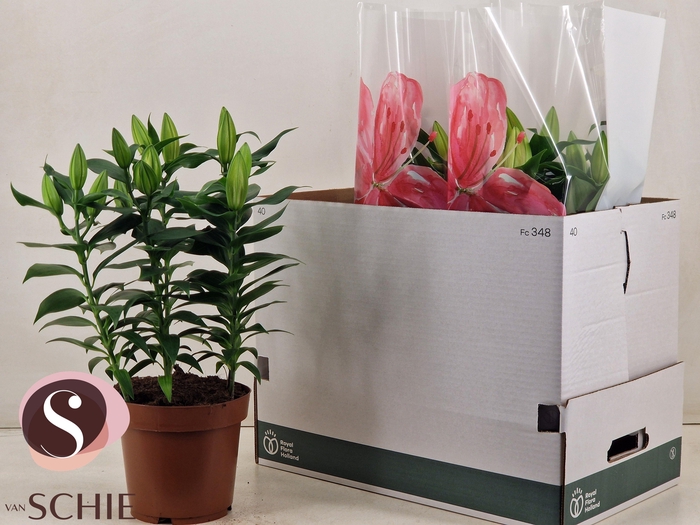 <h4>LIL OR MAGNY COURS</h4>