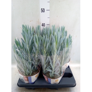 Curio ficoides 'Mount everest'