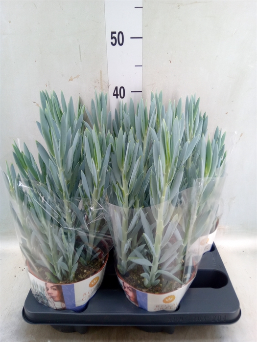 <h4>Curio ficoides 'Mount everest'</h4>