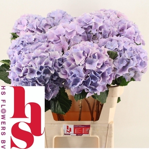 HYDR M ROYAL BENEFIT