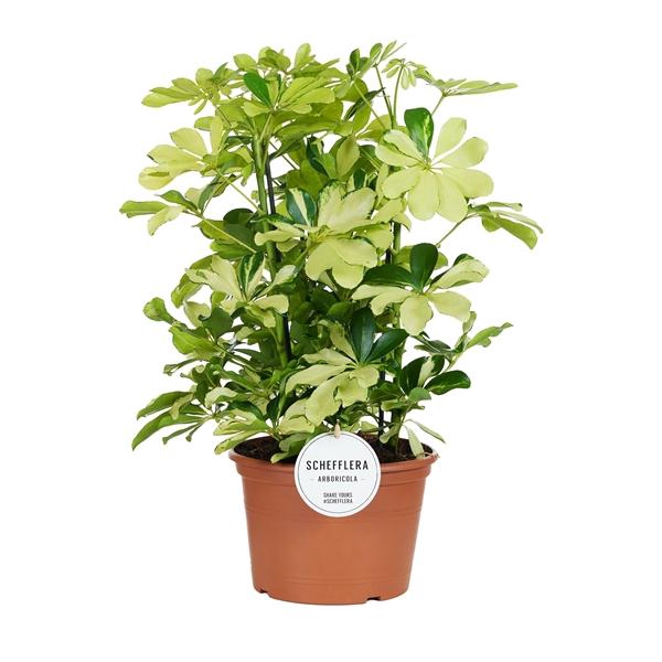<h4>Schefflera arboricola 'Melanie'</h4>