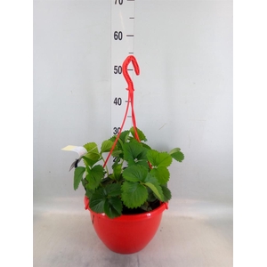 Fragaria ananassa 'Elsanta'