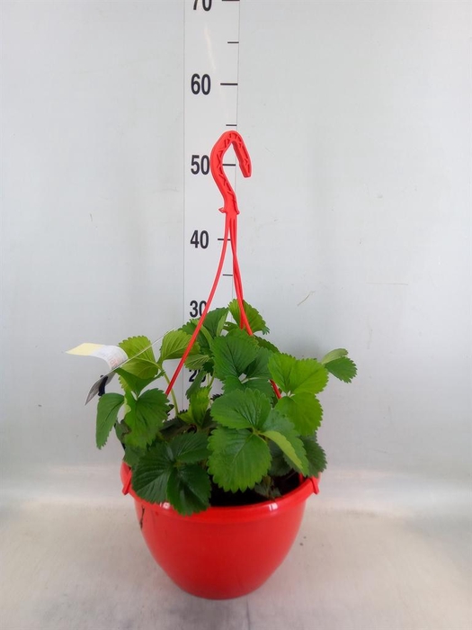 <h4>Fragaria ananassa 'Elsanta'</h4>