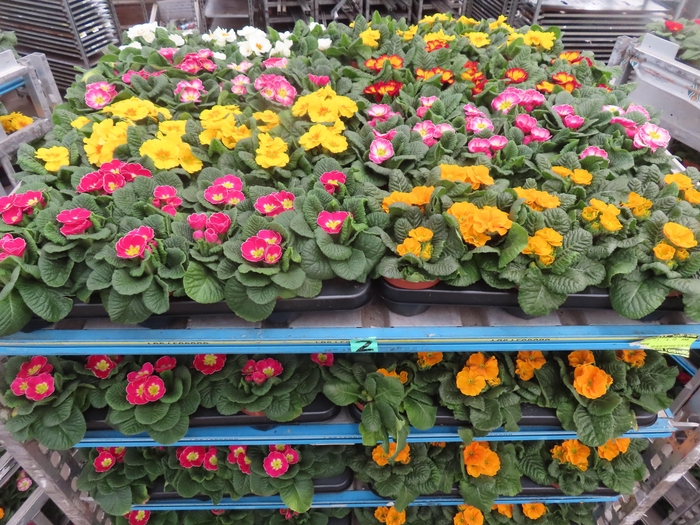 <h4>PRIM AC MIXK</h4>