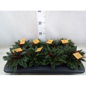 Peperomia caperata 'Rosso'