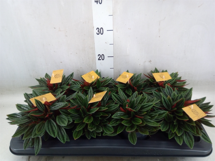 <h4>Peperomia caperata 'Rosso'</h4>
