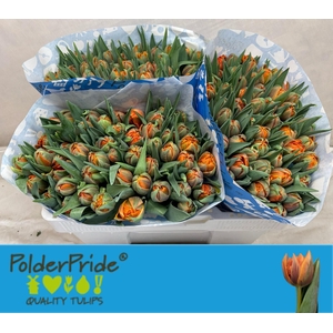 TU DU ORANGE PRINCES