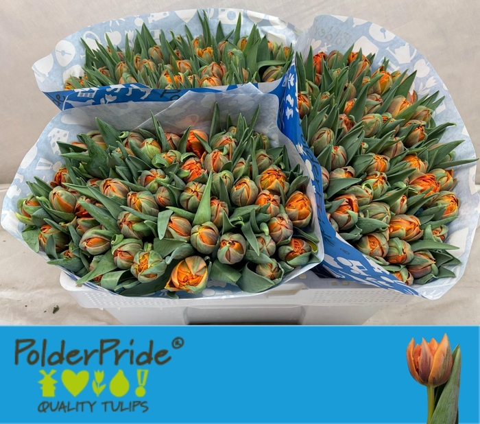 <h4>TU DU ORANGE PRINCES</h4>