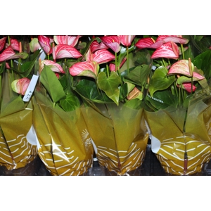 ANTHURIUM LIVIUM RED P17 BICOLOR
