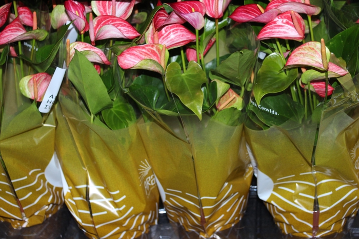 ANTHURIUM LIVIUM RED P17 BICOLOR