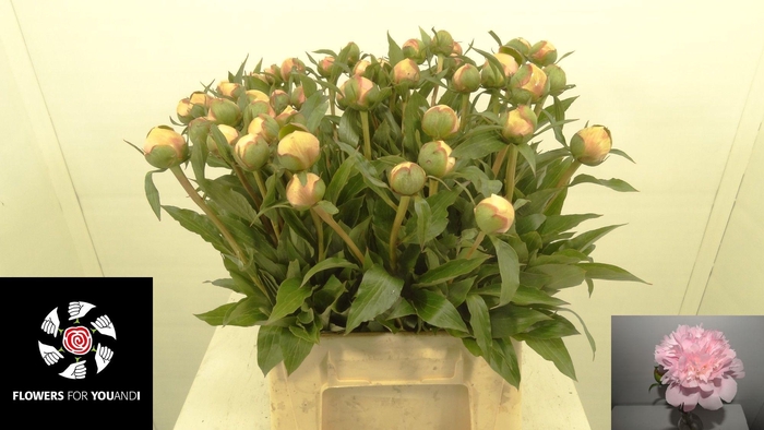 <h4>PAEO L ALERTIE</h4>