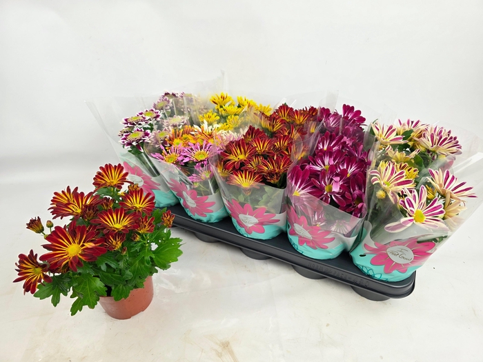 <h4>CHRYS GEM 6 KL</h4>