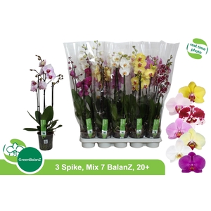 PHAL GEM 7 KL