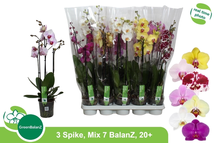 <h4>PHAL GEM 7 KL</h4>