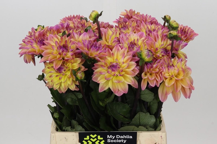<h4>Dahlia Mondriaan</h4>
