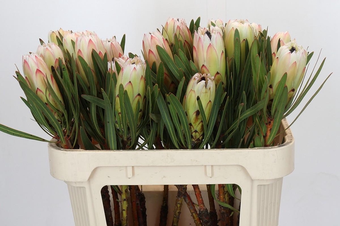 <h4>Protea White Night</h4>