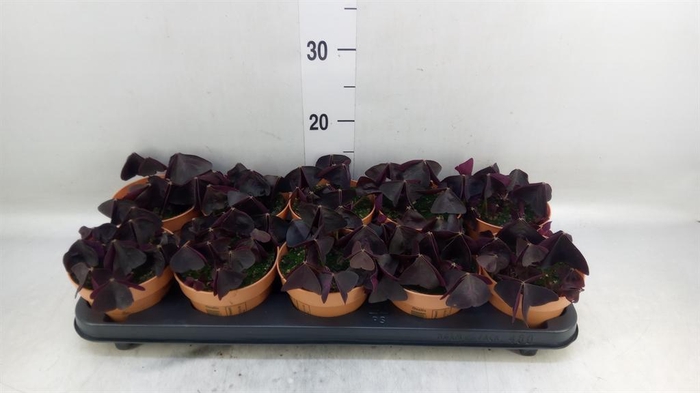 <h4>Oxalis trian.</h4>