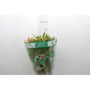 ALSTROEMERIA CHANEL 080 CM