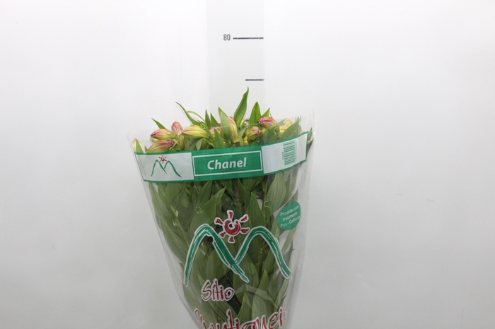 <h4>ALSTROEMERIA CHANEL 080 CM</h4>