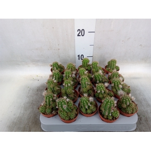 Chamaecereus  'Ubink Red'