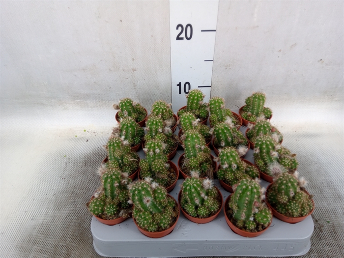 <h4>Chamaecereus  'Ubink Red'</h4>