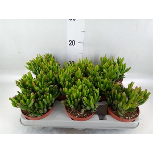 Crassula ovata 'Gollum'