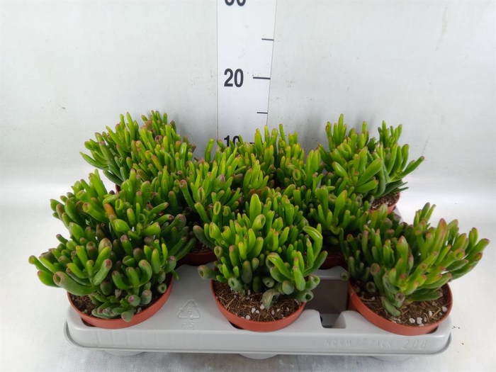 <h4>Crassula ovata 'Gollum'</h4>