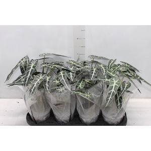ALOCASIA PICOLLINI P12