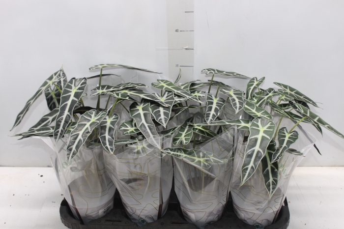 <h4>ALOCASIA PICOLLINI P12</h4>